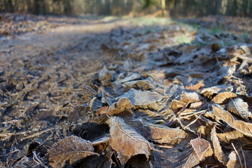 Closeup on frostbitten fallen leaves with a forest path perspective