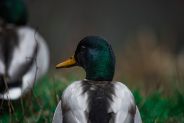 Close-up wild duck nibbles on grass and walks on green grass near a pond. Feathers in macro with water droplets.