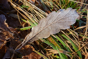 Frostbitten brownish leaf, closeup