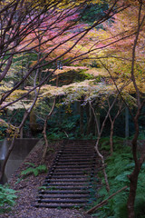 紅葉に包まれる道