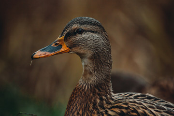 Close-up wild duck nibbles on grass and walks on green grass near a pond. Feathers in macro with water droplets.