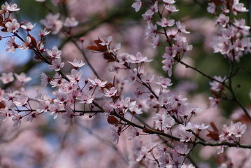 Krokusse, Crocus