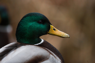 Close-up wild duck nibbles on grass and walks on green grass near a pond. Feathers in macro with water droplets.