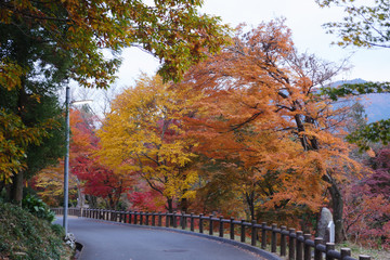 紅葉に包まれる道