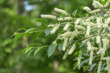 Wild black cherry (Prunus serotina) blossoms shine brightly in the spring sun. Wild Black Cherry blossoms in the spring hanging from a branch. © ihorhvozdetskiy