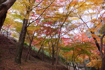 紅葉に包まれる道