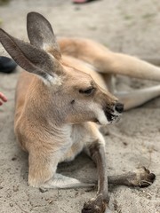 kangaroo