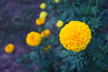 Very beautiful yellow marigold background