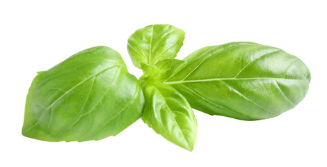 Fresh green basil leaves isolated on white