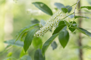 Wild black cherry (Prunus serotina) blossoms shine brightly in the spring sun. Wild Black Cherry blossoms in the spring hanging from a branch.