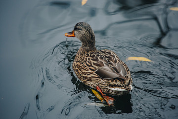 Birds and animals in the wild. An amazing grunt duck swims in a lake or river with blue water under the sunlight landscape. Close up perspective of a funny duck.