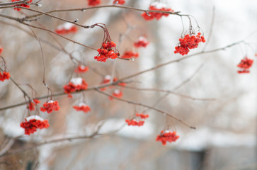 Rowan berries hang on the Bush in the snow