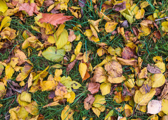 Dry yellow colorful fallen leaves on ground in grass autumn background