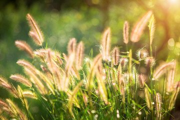 Feather Pennisetum or Mission Grass close up mode with backlight of sunrise in the morning  ,abstract background concept