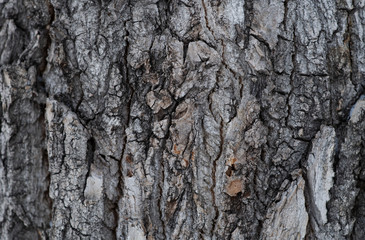 Large rosy trumpet tree bark texture background