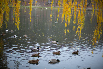 Birds and animals in the wild. An amazing grunt duck swims in a lake or river with blue water under the sunlight landscape. Close up perspective of a funny duck.