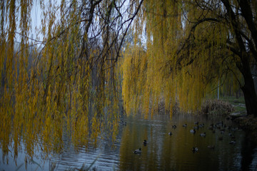 Birds and animals in the wild. An amazing grunt duck swims in a lake or river with blue water under the sunlight landscape. Close up perspective of a funny duck.