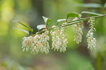 Leucothoe fontanesiana, also known as the highland doghobble, fetter-bush, mountain doghobble or switch ivy, is a species of flowering plant in the family Ericaceae