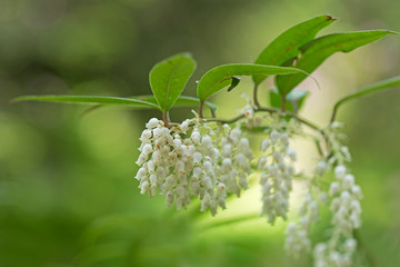 Leucothoe fontanesiana, also known as the highland doghobble, fetter-bush, mountain doghobble or switch ivy, is a species of flowering plant in the family Ericaceae