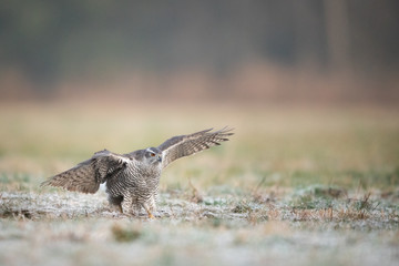 Birds - Northern Goshawk - (Accipiter gentilis)