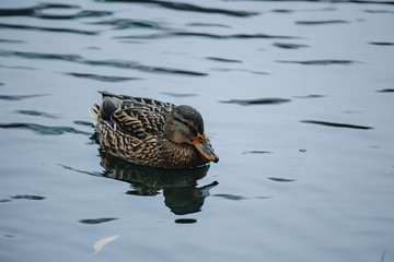 Birds and animals in the wild. An amazing grunt duck swims in a lake or river with blue water under the sunlight landscape. Close up perspective of a funny duck.