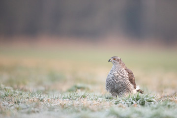 Birds - Northern Goshawk - (Accipiter gentilis)