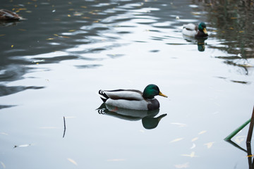 Birds and animals in the wild. An amazing grunt duck swims in a lake or river with blue water under the sunlight landscape. Close up perspective of a funny duck.