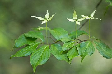 Asian Dogwood or Kousa Dogwood (Cornus kousa) in bloom. Flowers of Cornus kousa (also Benthamidia kousa) 