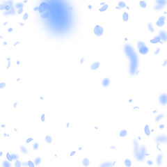 Dark blue flower petals falling down. Captivating 