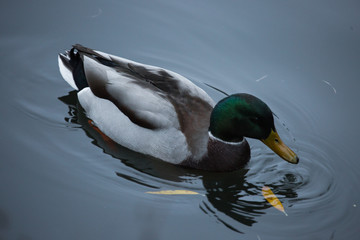 Obraz premium Birds and animals in the wild. An amazing grunt duck swims in a lake or river with blue water under the sunlight landscape. Close up perspective of a funny duck.