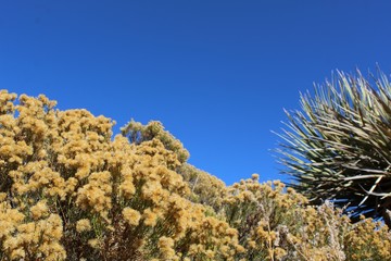Phytocoenosis are plants of a given area viewed as a whole. They interact in competition and cooperation, like these Southern Mojave Desert natives, near Lost Horse Mine of Joshua Tree National Park.