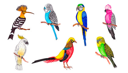 Obraz na płótnie Canvas tropical birds set. watercolor illustration. isolate on white background