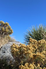 Phytocoenosis are plants of a given area viewed as a whole. They interact in competition and cooperation, like these Southern Mojave Desert natives, near Lost Horse Mine of Joshua Tree National Park.