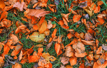 Dry orange colorful fallen leaves on ground in grass autumn background
