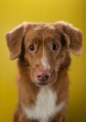 funny face in the dog. Emotion. Nova Scotia Duck Tolling Retriever on a yellow background.