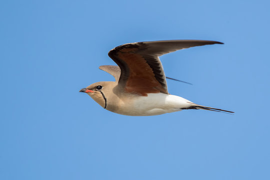 Collared Pratincole Flying