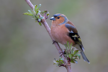Chaffinch Perched