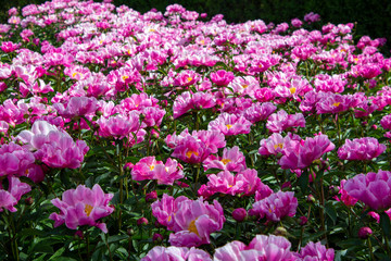 Obraz premium flowerbed of red peonies