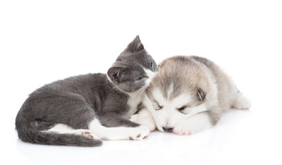 Malamute puppy with a kitten on white background