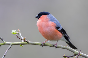 Bullfinch Perched