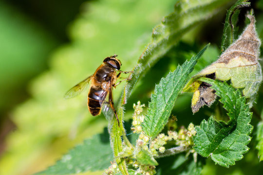 An Example Of One Of The Eristalis Species Of Hoverfly Found In The UK Resting On A Stinging Nettle Leaf.  Known As Mimics Of Honey Bees