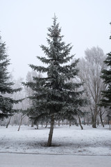 blue spruce alley in winter park