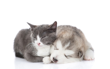 Malamute puppy with a kitten on white background