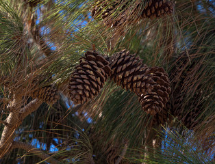 several stone pinecone in the tree