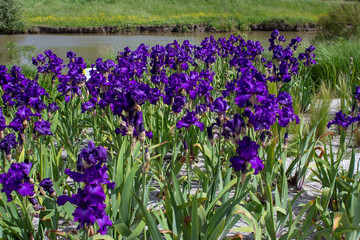 flowerbed of deep purple irises