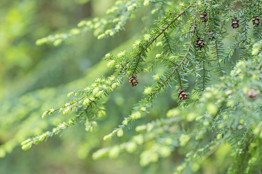 &nbsp; Tsuga heterophylla (Western hemlock) is a species of coniferous plants of the Pinaceae family.&nbsp; Needles and cones branches a western hemlock (Tsuga heterophylla), great bokeh background. 