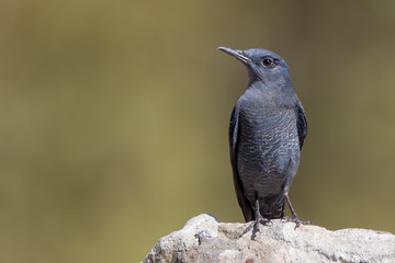 Blue Rock-thrush Perched