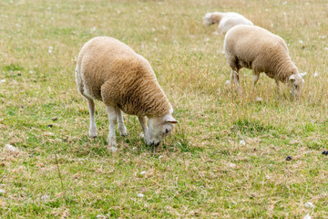 Obraz na płótnie Canvas Sheep with their heads down grazing in wild pasture with bits of shed wool and dried grass well scattered around