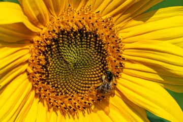 A bumblebee with pollen stuck to fur on a sunflower head