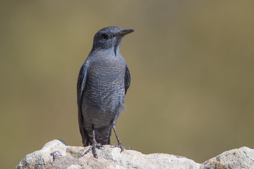Blue Rock-thrush Perched